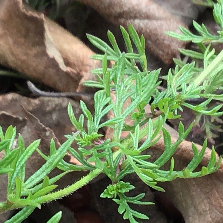Glandularia aristigera — search result for 'Greece'
