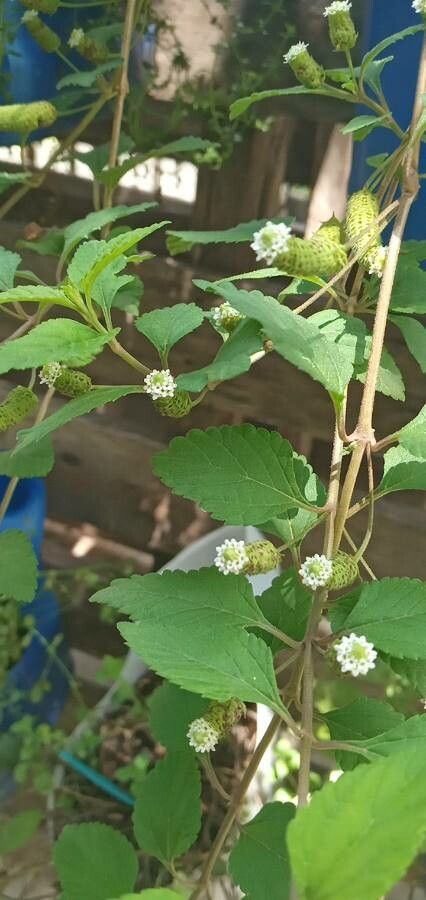 Lippia mexicana flower