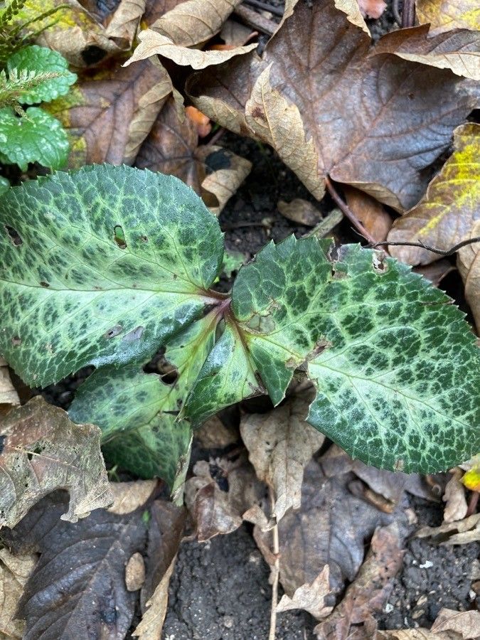 Helleborus × nigercors — search result for 'Helleborus'