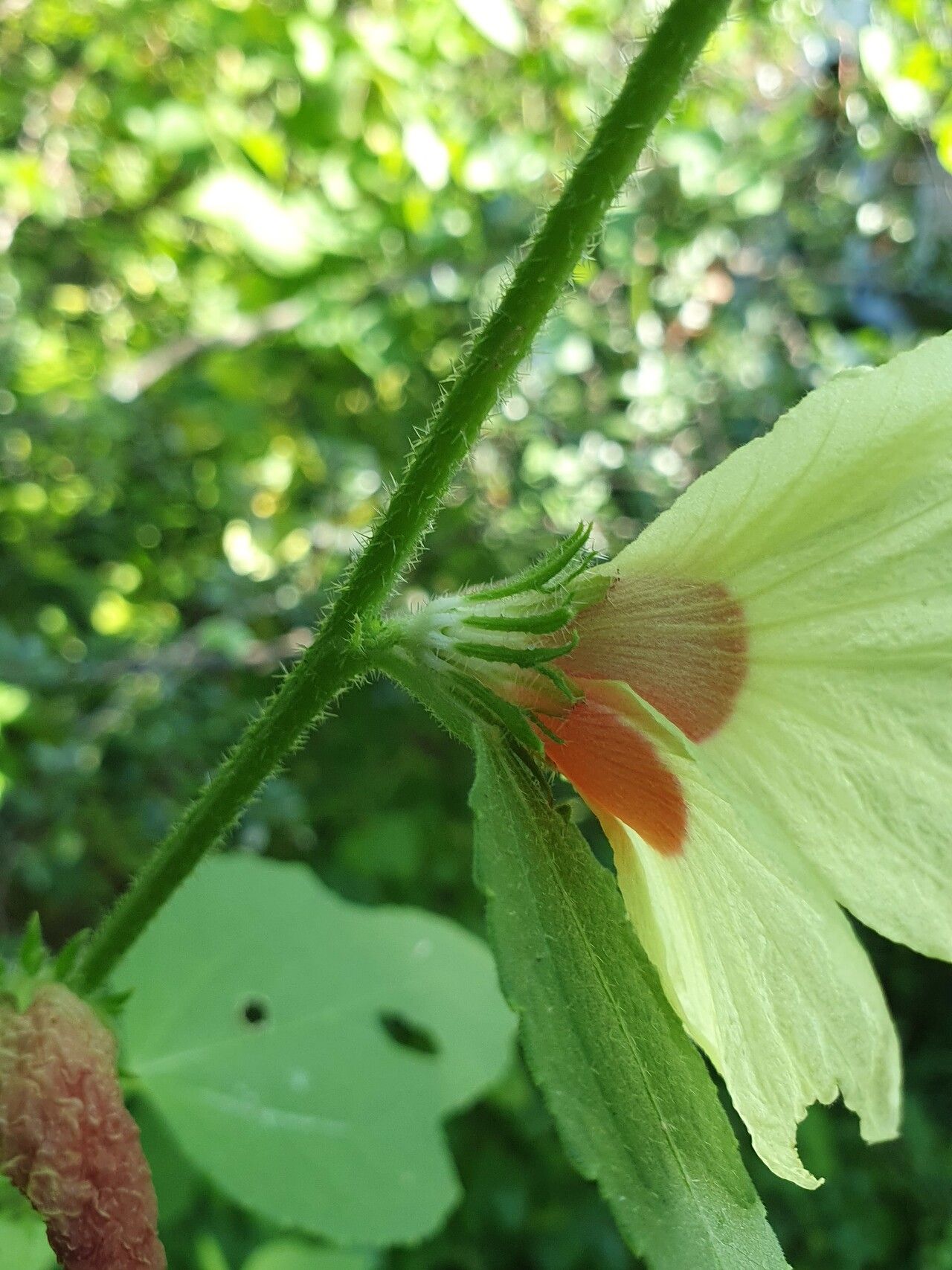 Hibiscus mastersianus flower