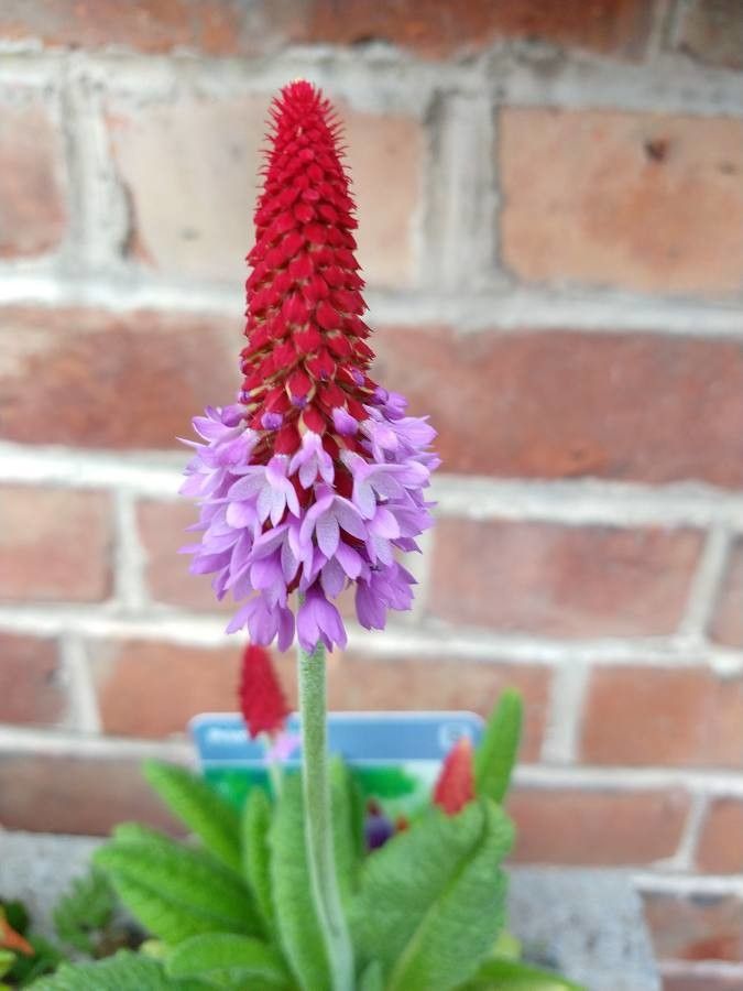 Primula vialii flower