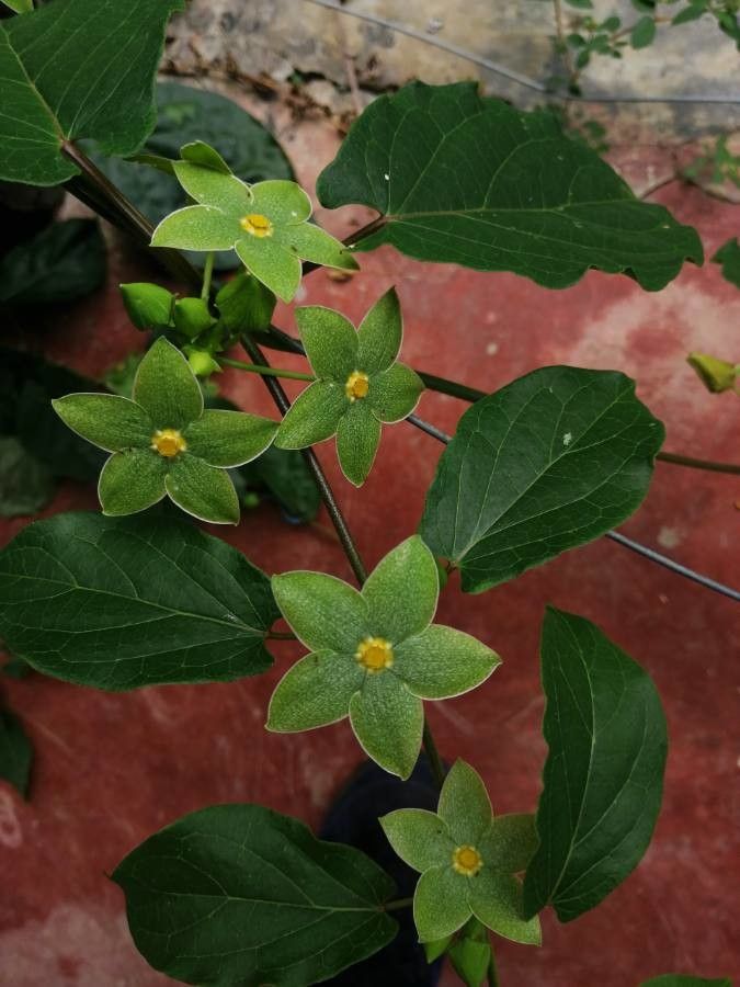 Matelea denticulata — houseplant care guide