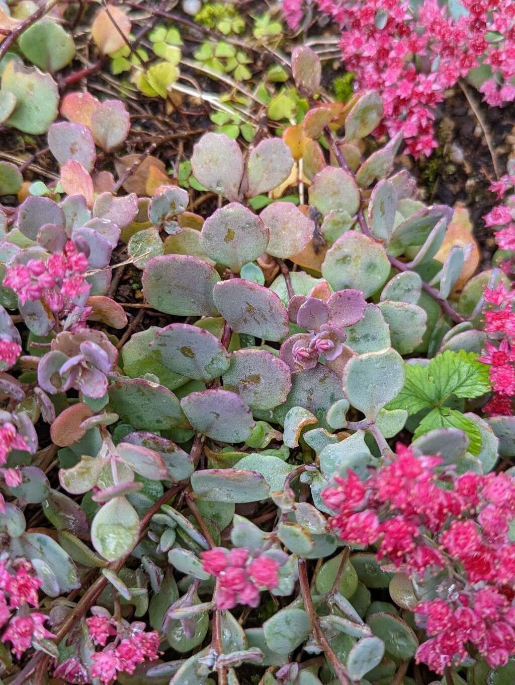 Hylotelephium cauticola