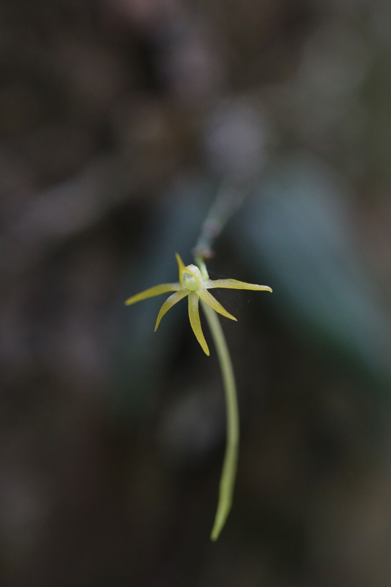 Angraecum rhynchoglossum flower