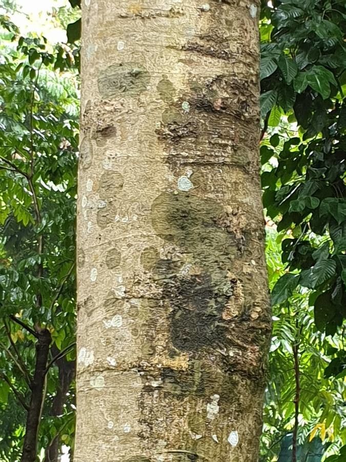 Sandoricum koetjape bark