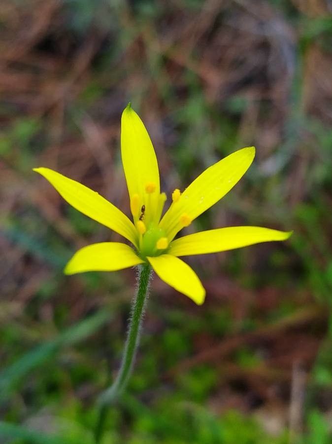 Gagea peduncularis — search result for 'Libya'