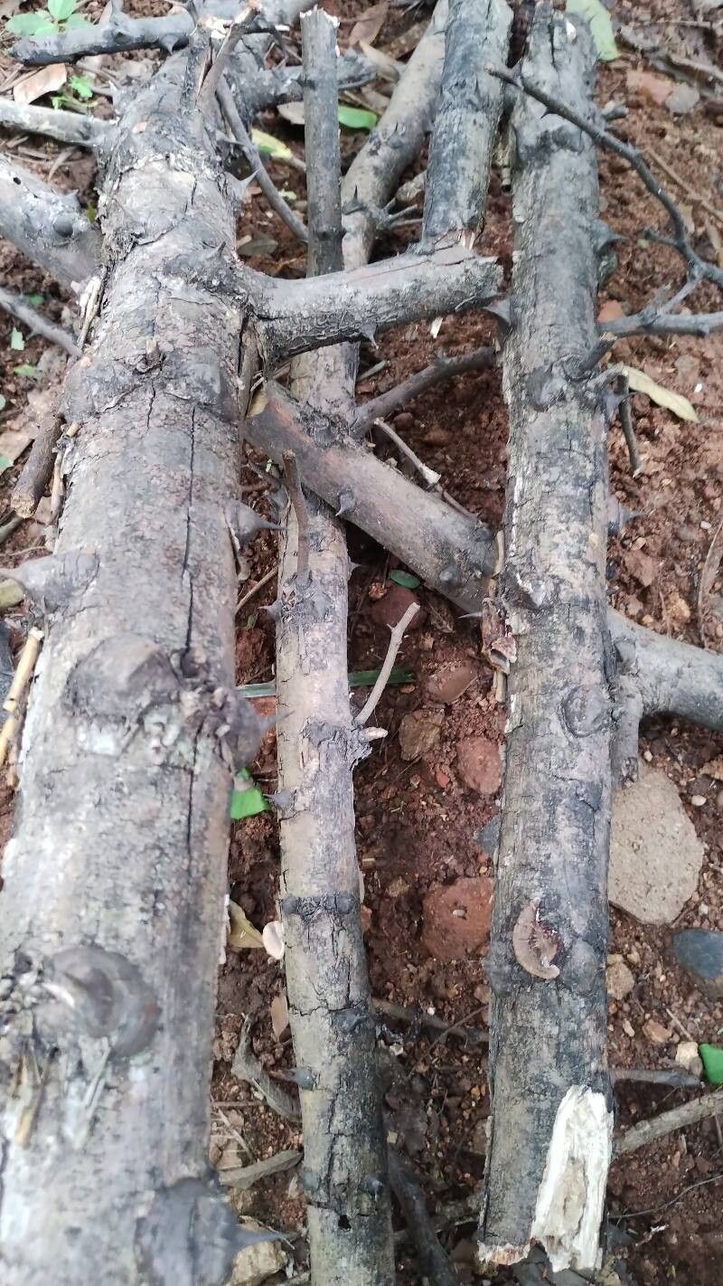 Senegalia polyacantha habit