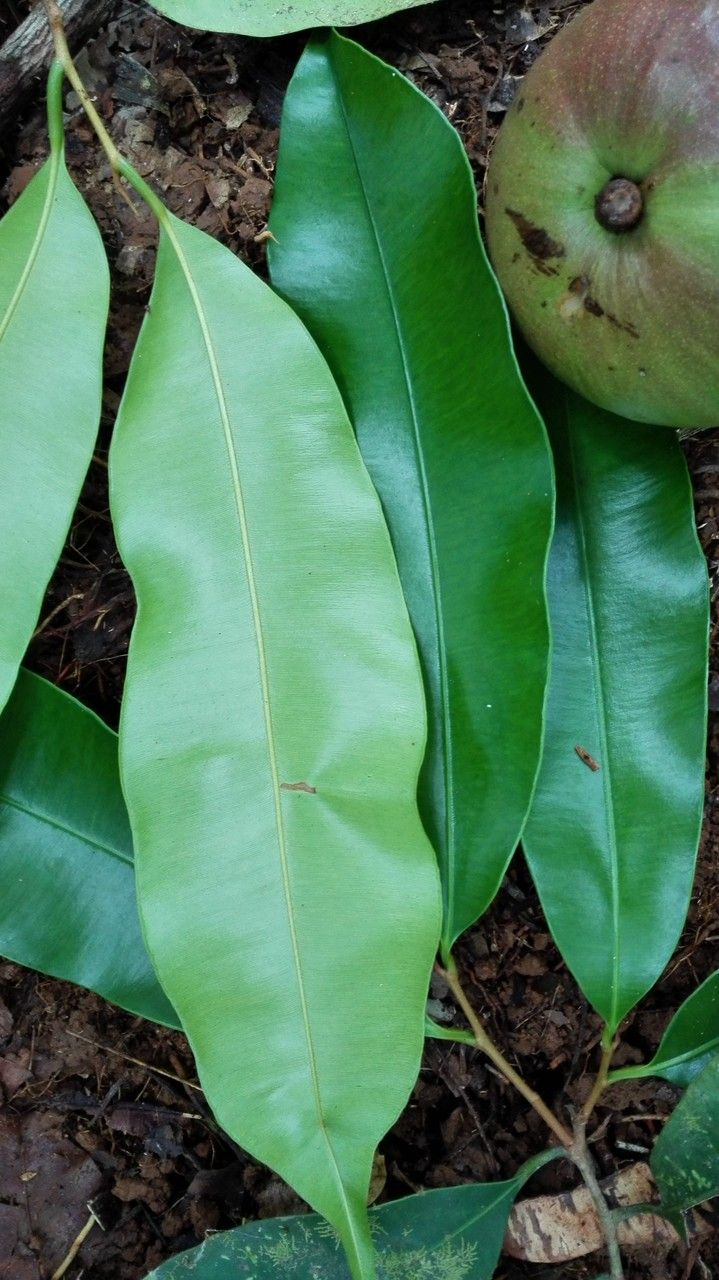 Micropholis melinoniana — houseplant care guide