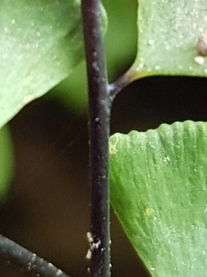 Adiantum pedatum bark