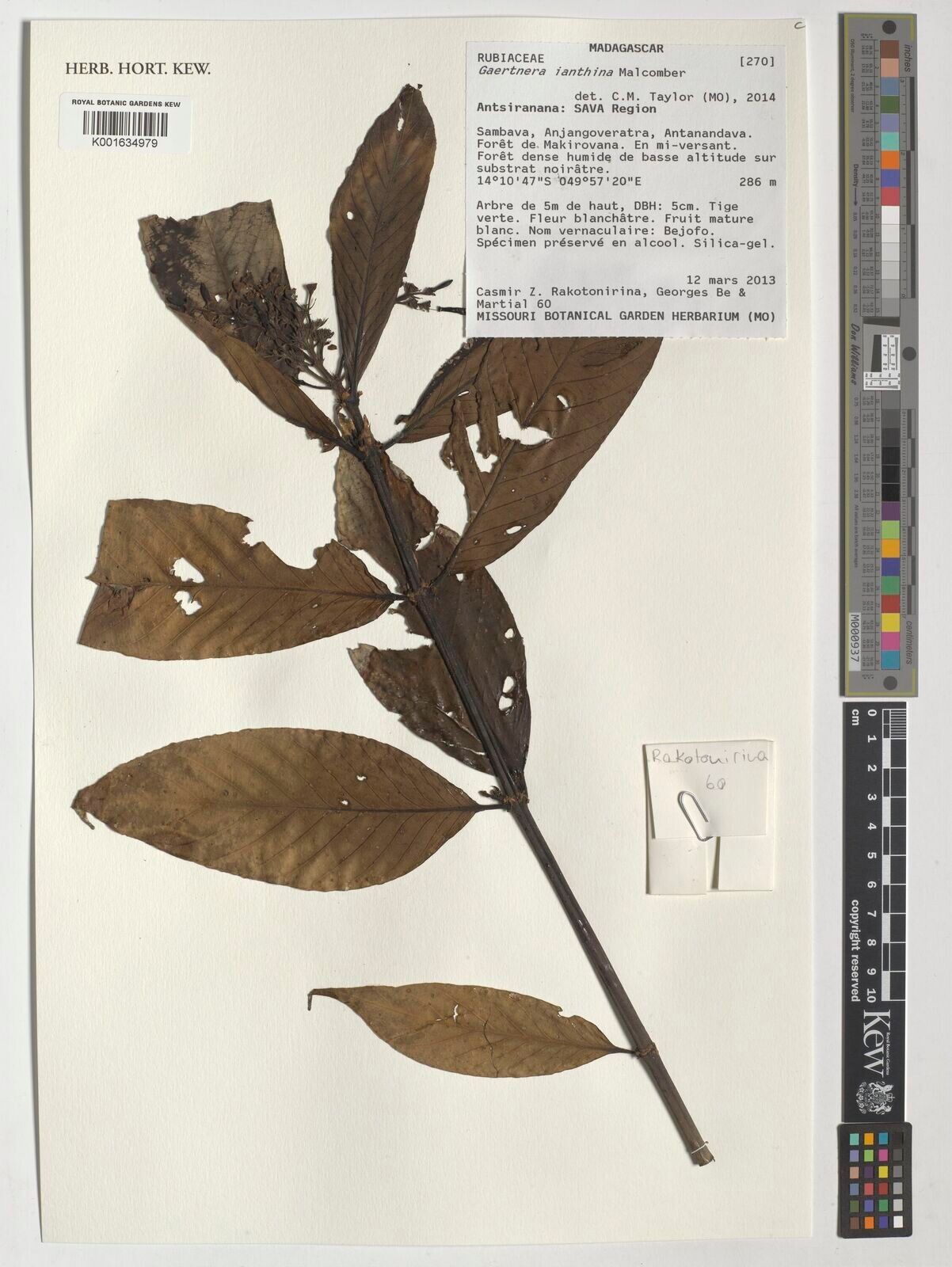 Gaertnera ianthina — houseplant care guide