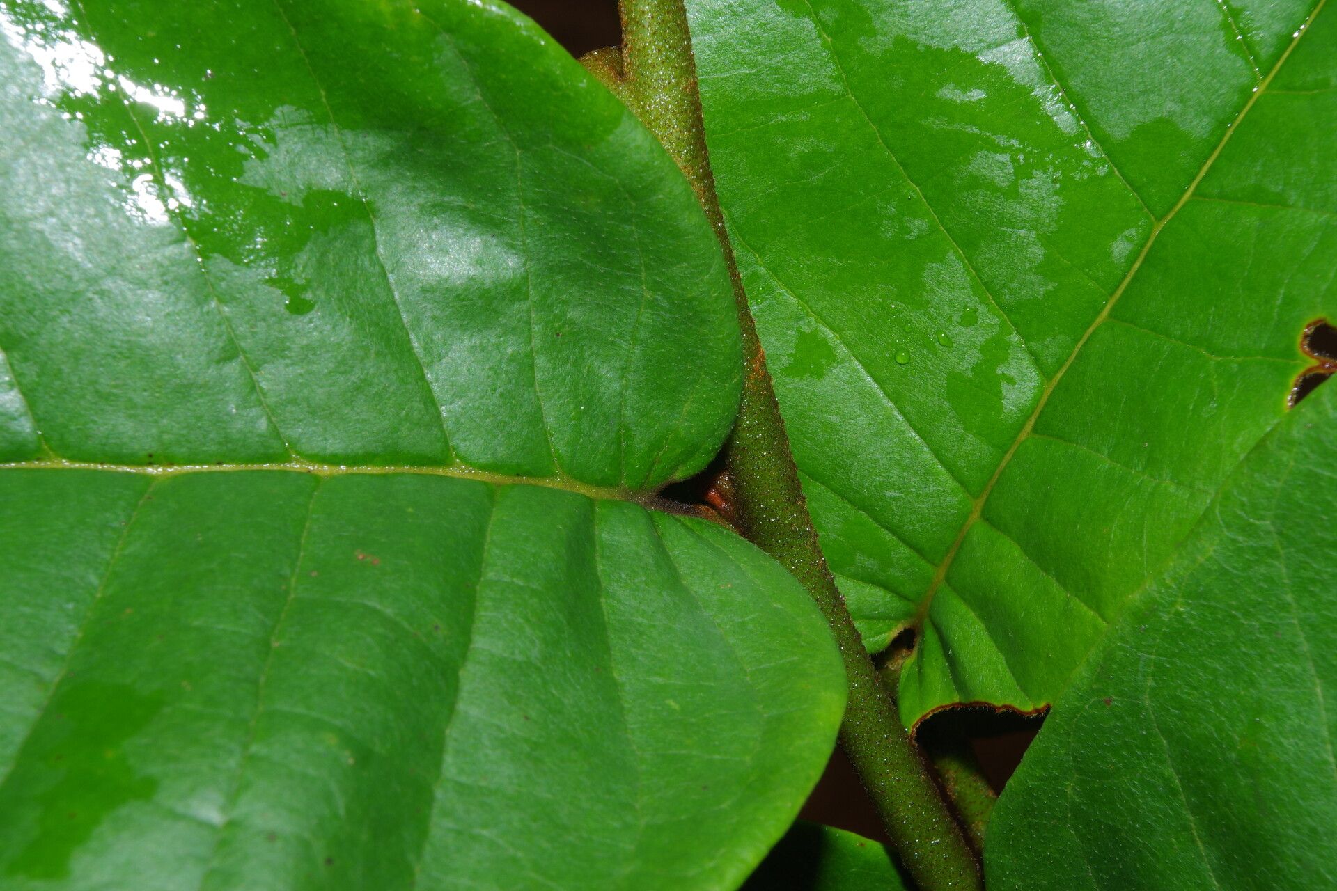 Uvaria klainei leaf