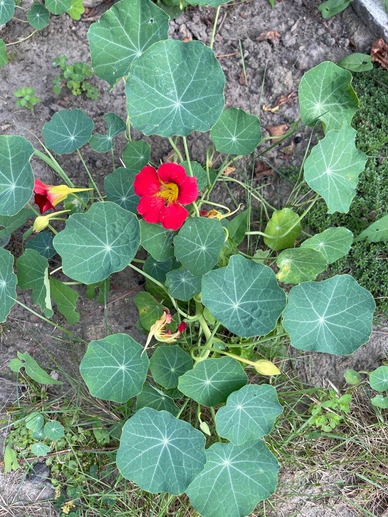 Tropaeolum minus — search result for 'Peru'