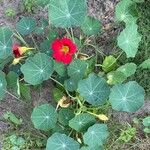 Tropaeolum minus
