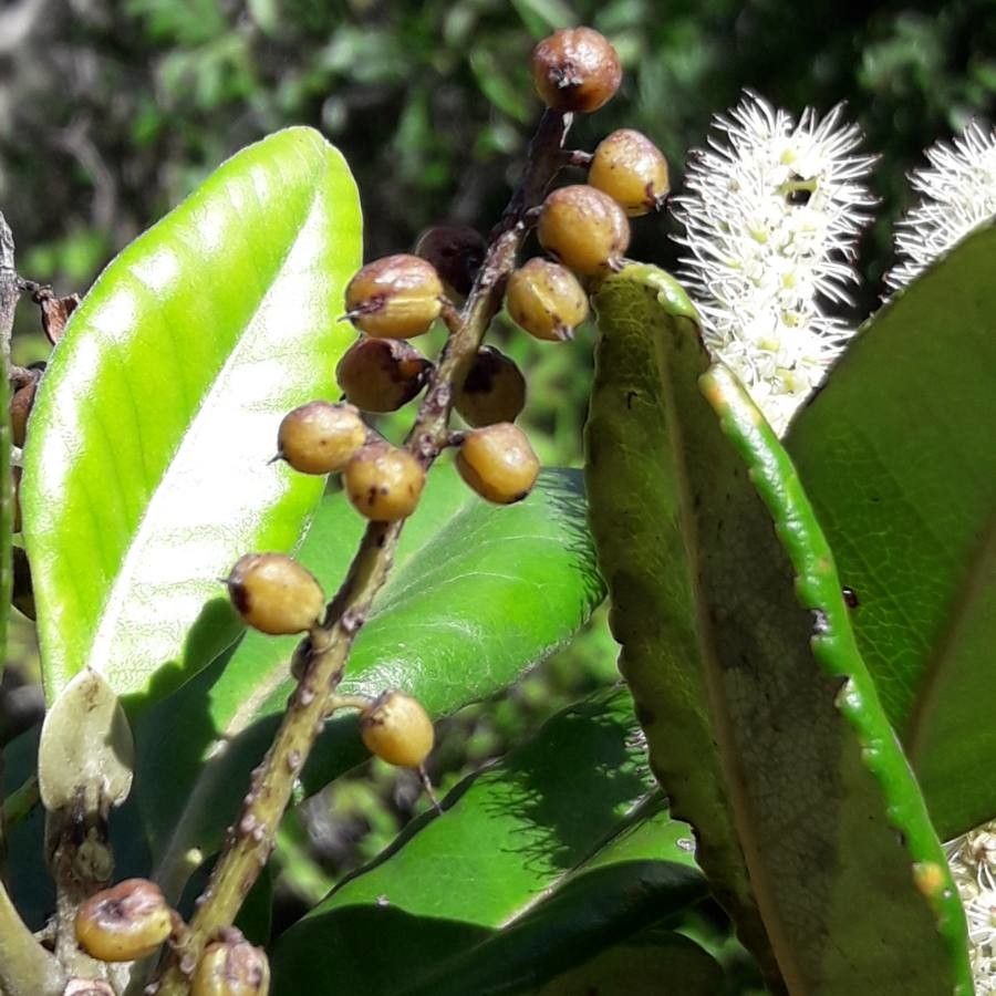Cunonia balansae fruit