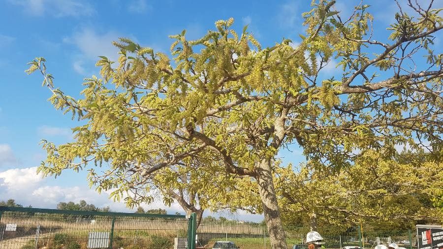 Acacia rigidula — search result for 'Vachellia'