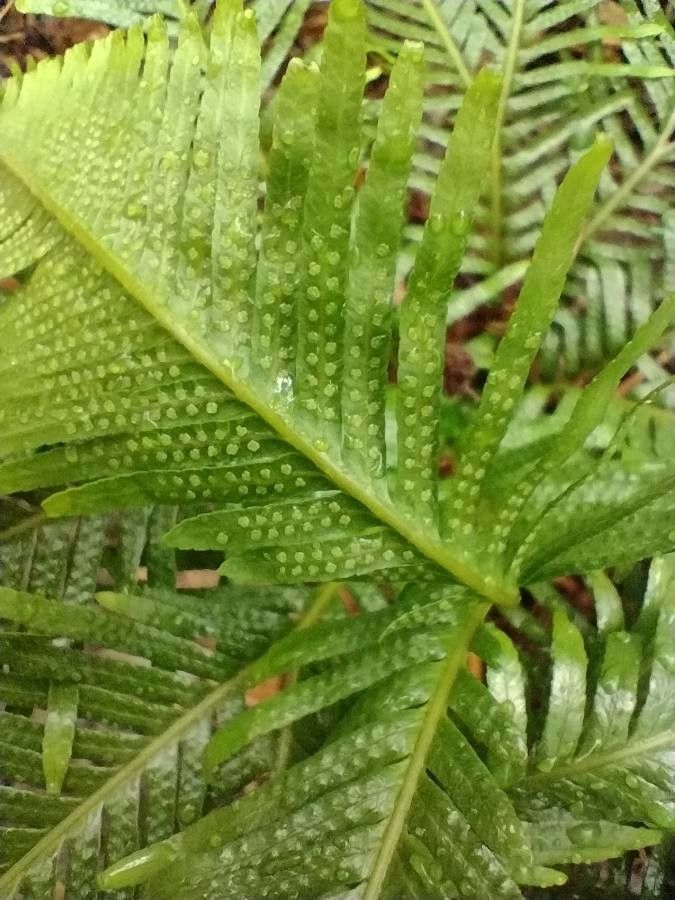 Sticherus flabellatus fruit