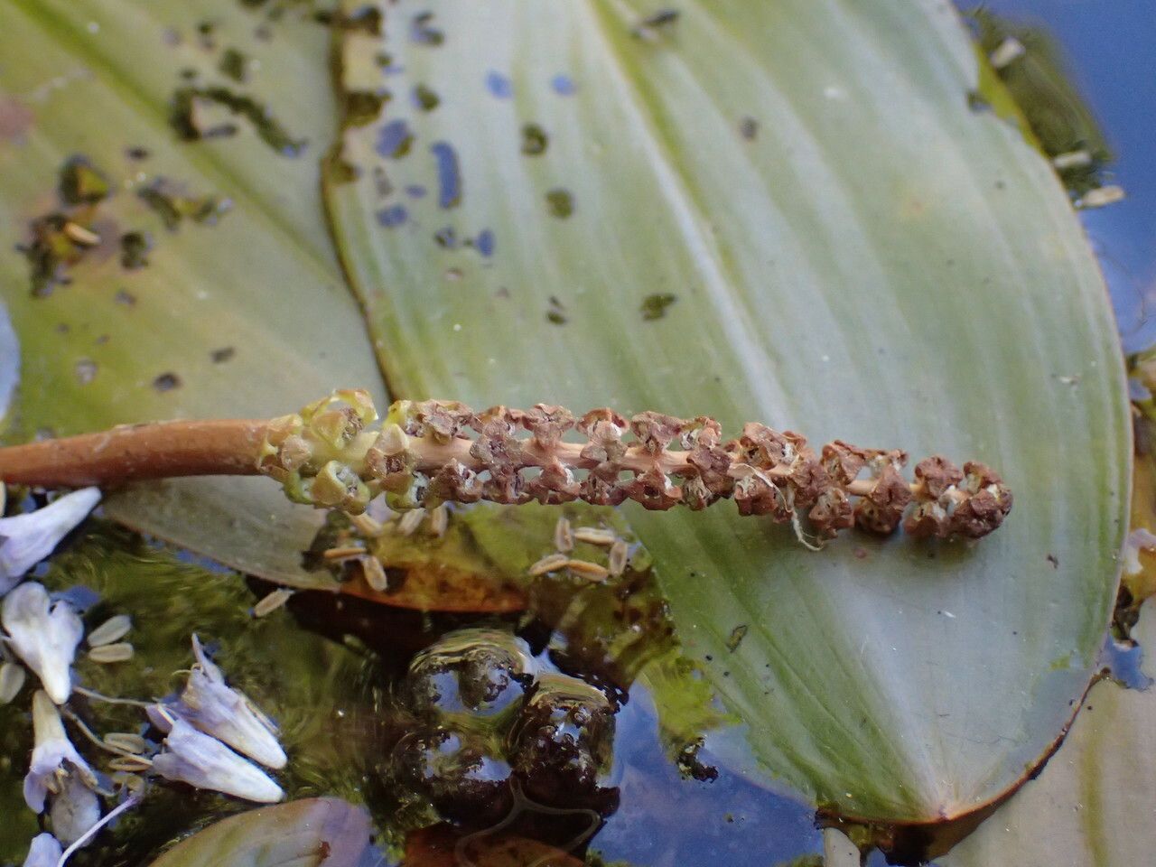Potamogeton natans flower