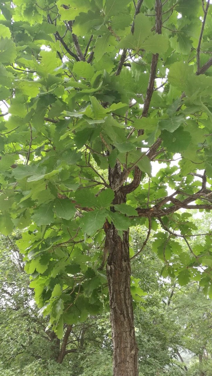 Quercus mongolica bark