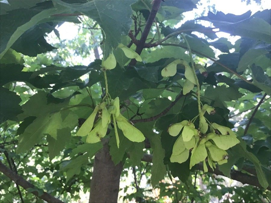 Acer heldreichii fruit