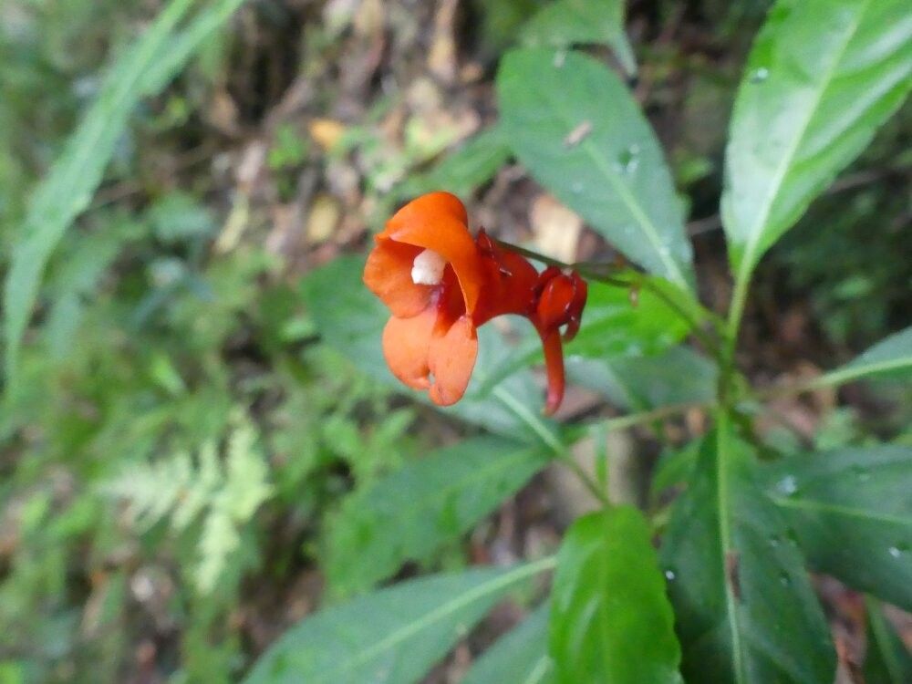 Impatiens manteroana other