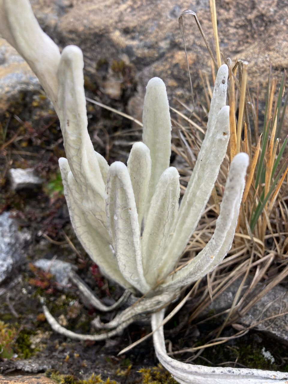 Senecio cocuyanus leaf