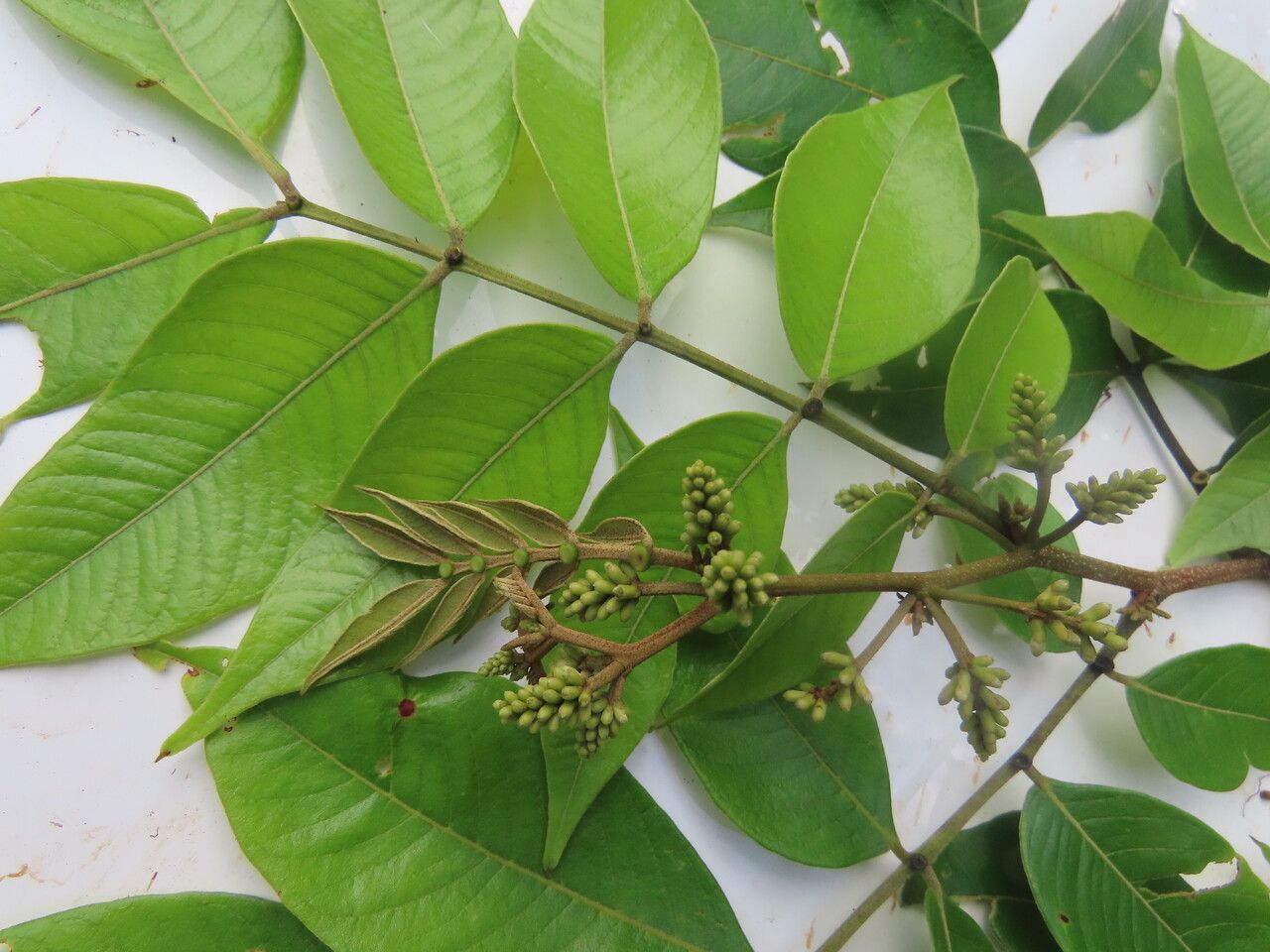Inga thibaudiana leaf