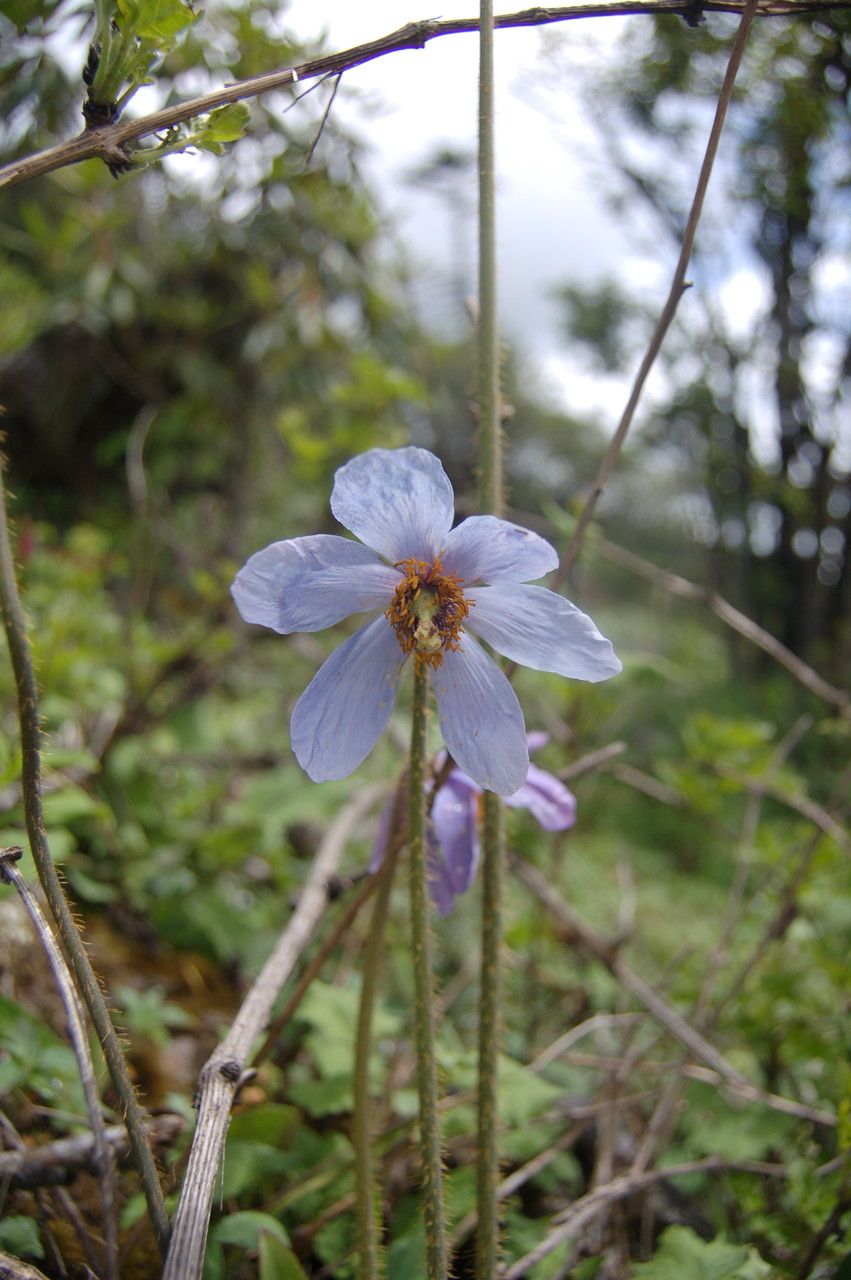 Meconopsis simplicifolia flower