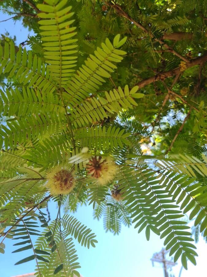 Cojoba arborea flower
