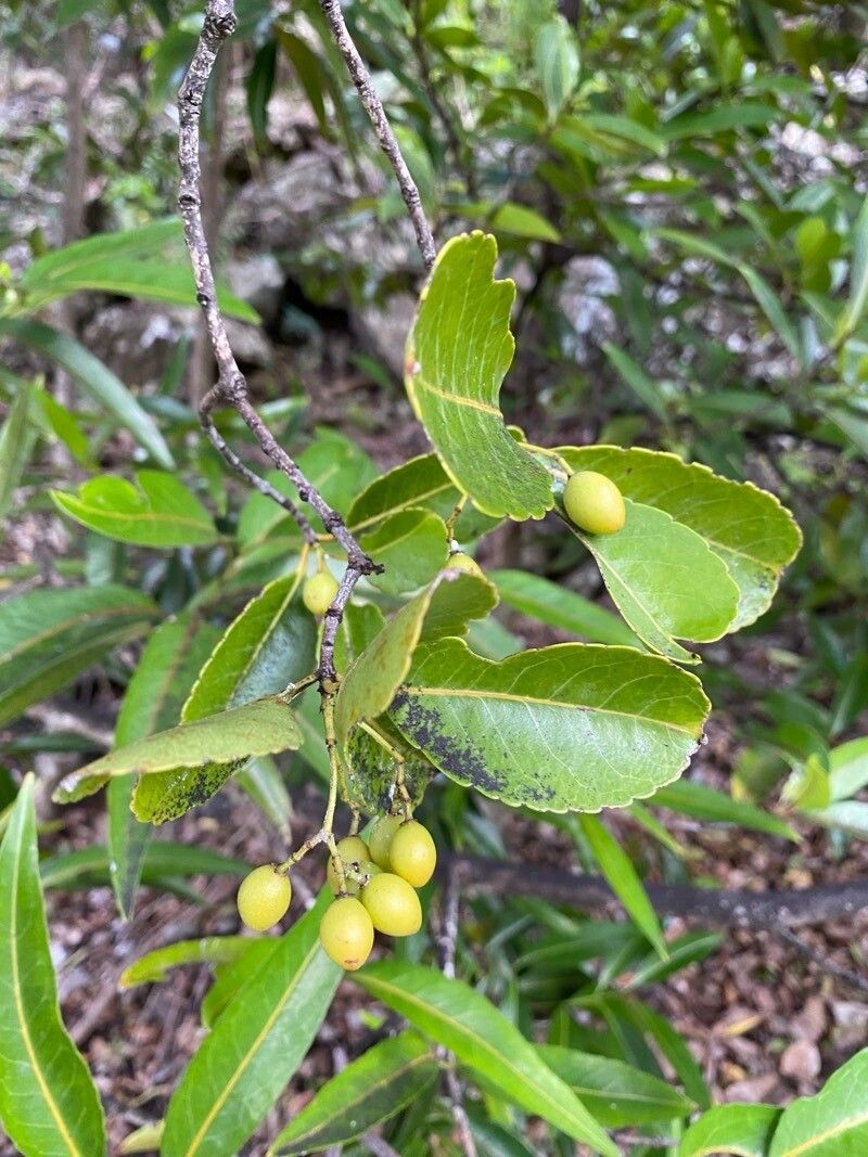 Cassine orientalis fruit