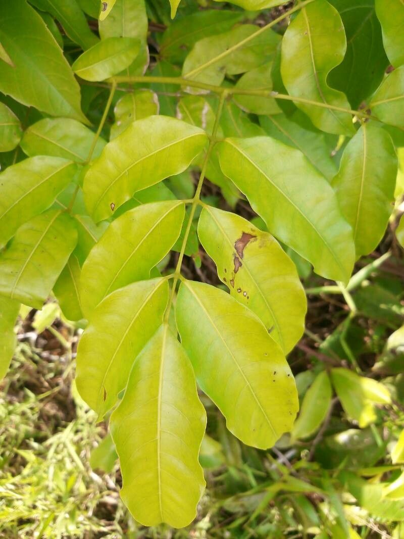 Protium heptaphyllum leaf