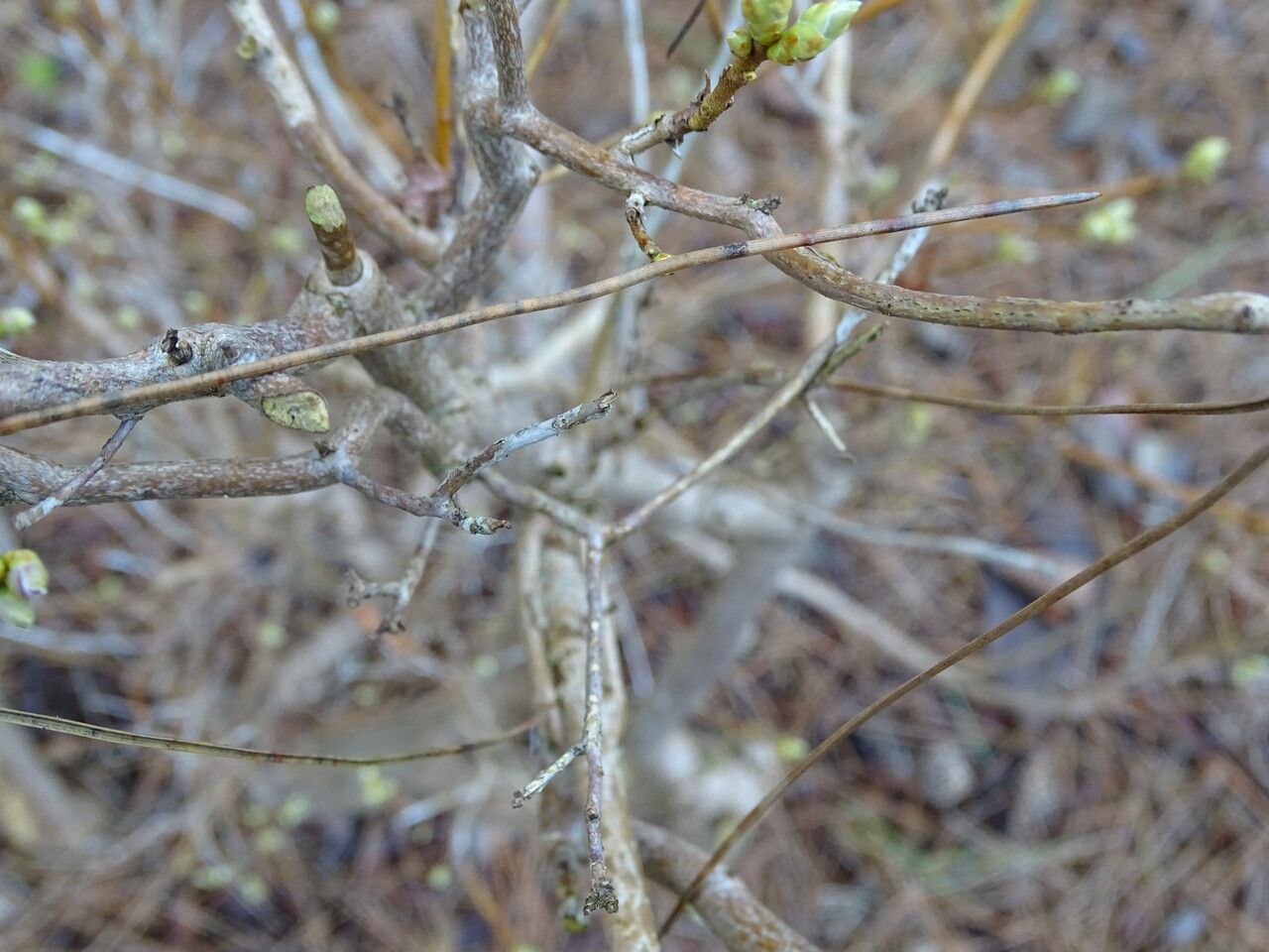 Rhododendron mucronulatum bark