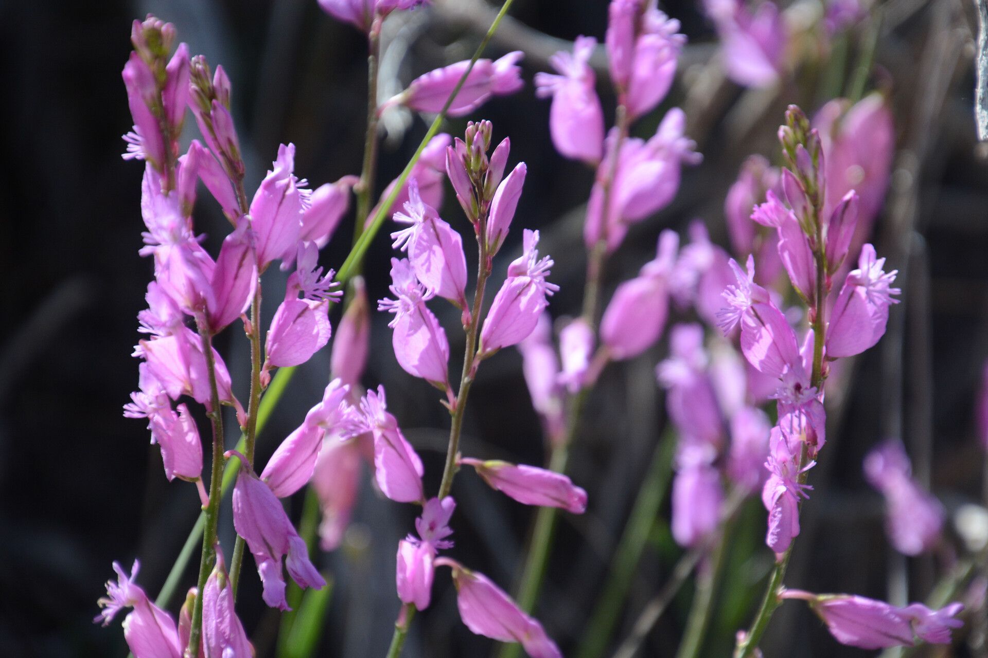 Polygala boissieri flower