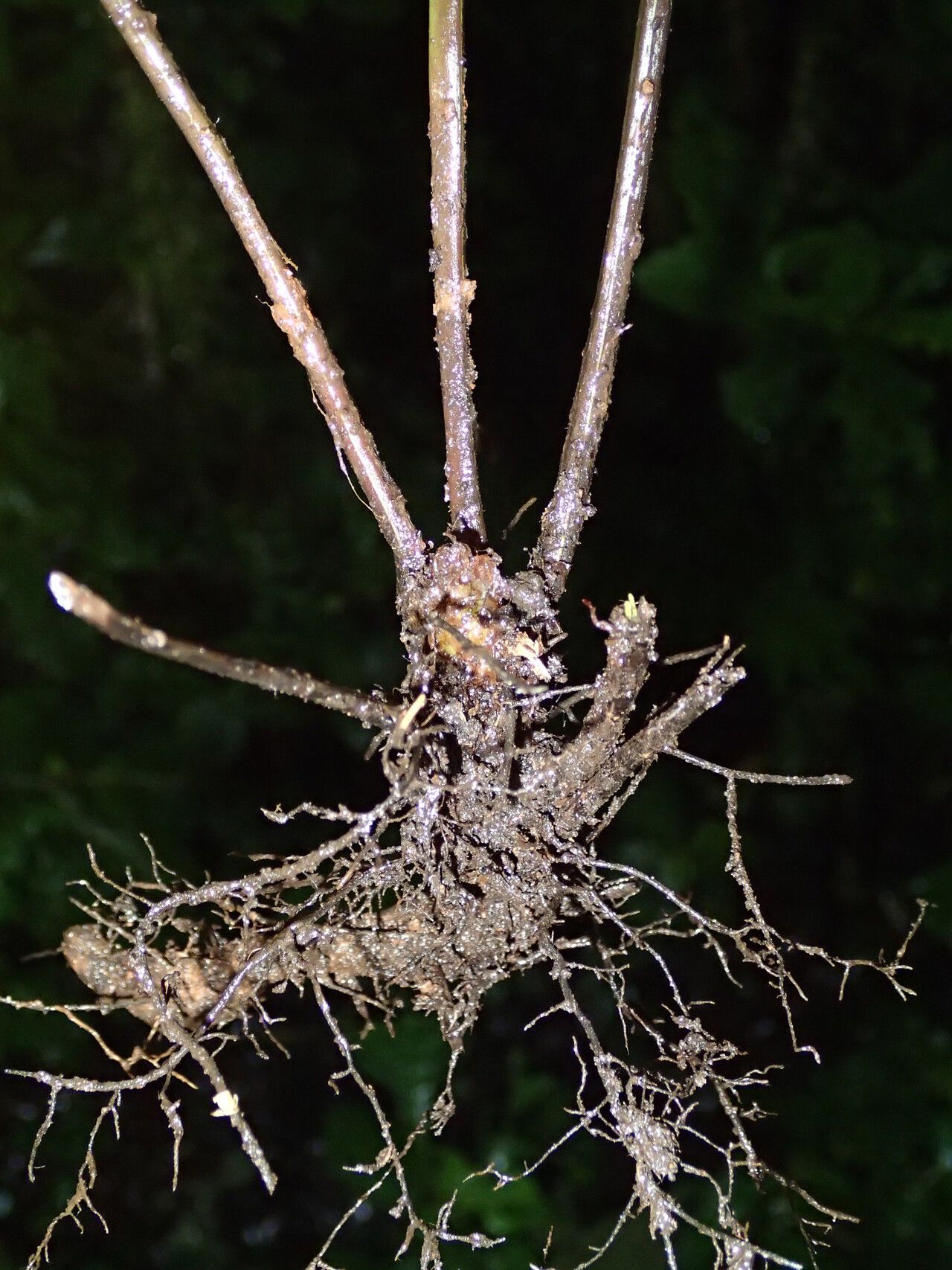 Asplenium elliottii other