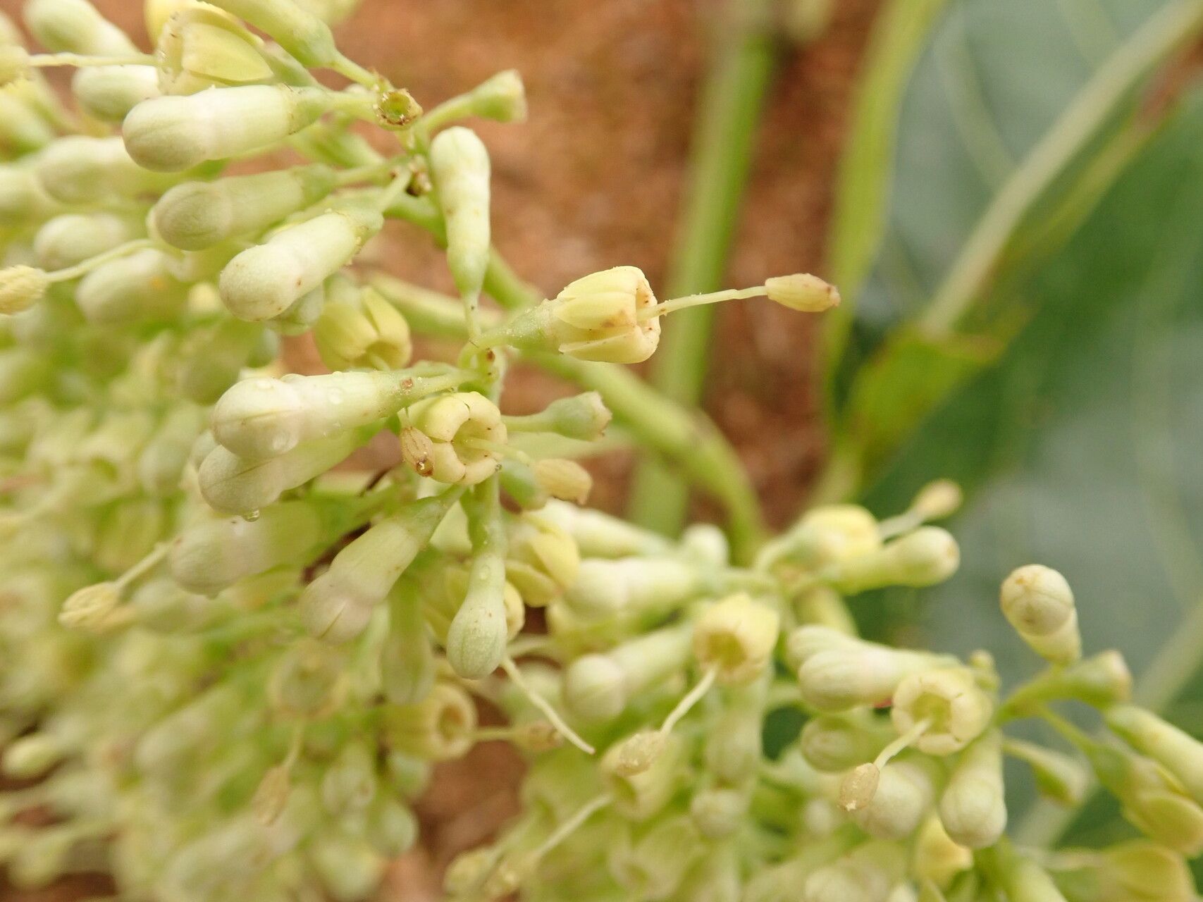 Psydrax subcordatus flower