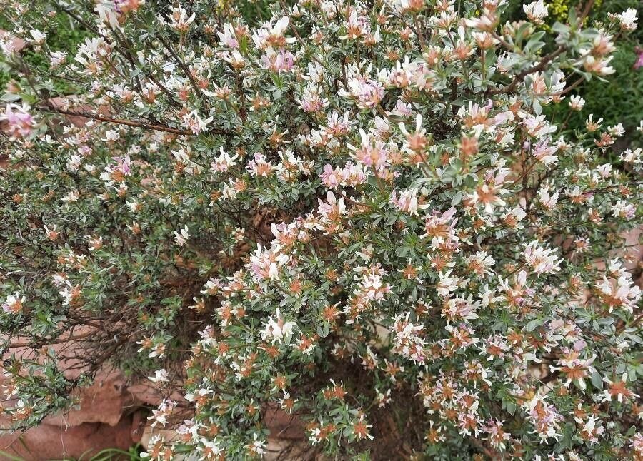 Anthyllis lagascana habit