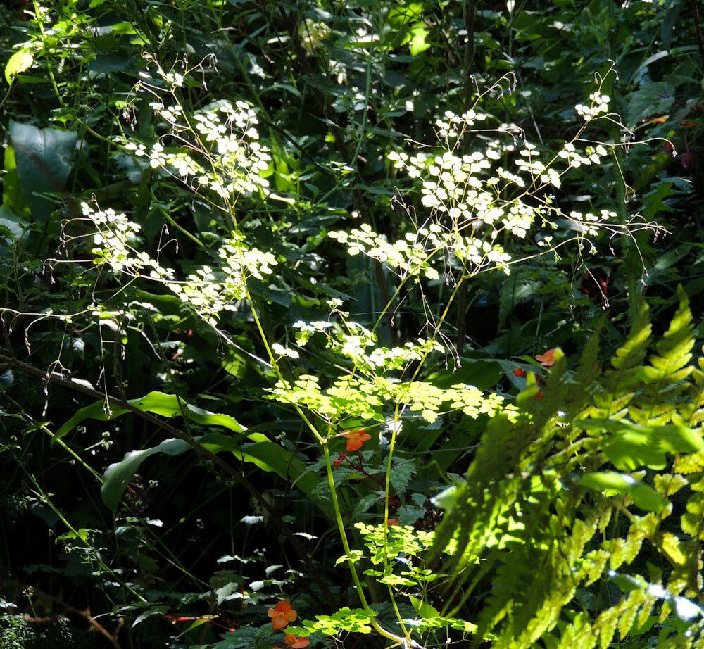 Thalictrum rhynchocarpum — houseplant care guide