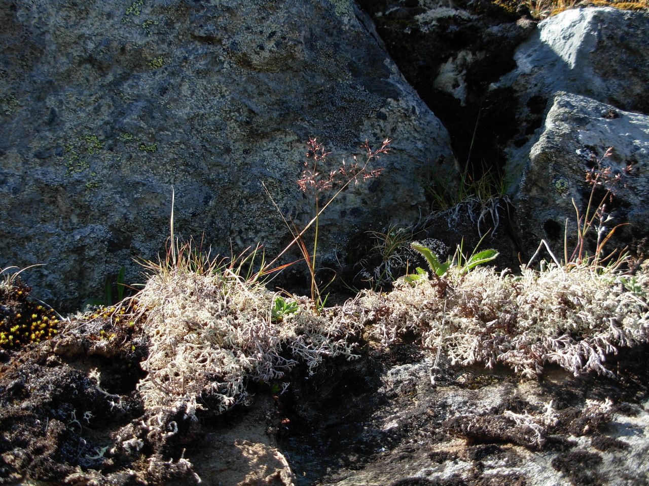 Agrostis mertensii habit