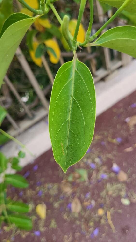 Lonicera hildebrandtiana leaf