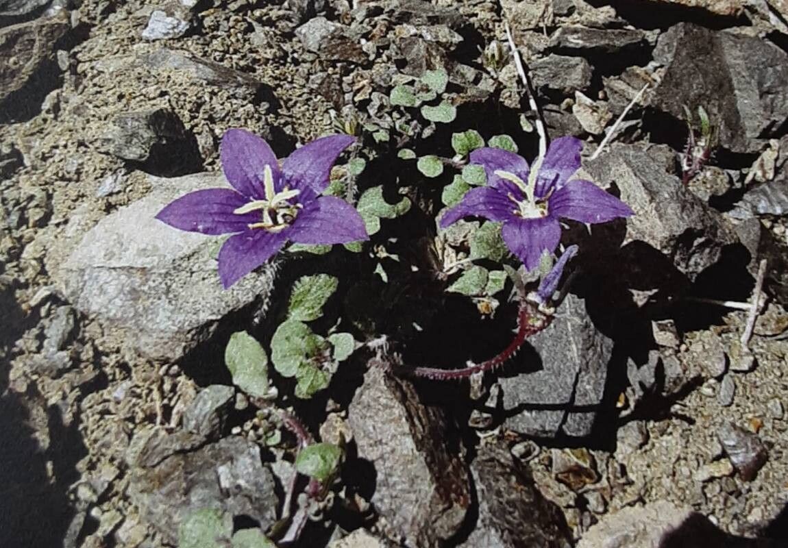 Campanula hawkinsiana — houseplant care guide