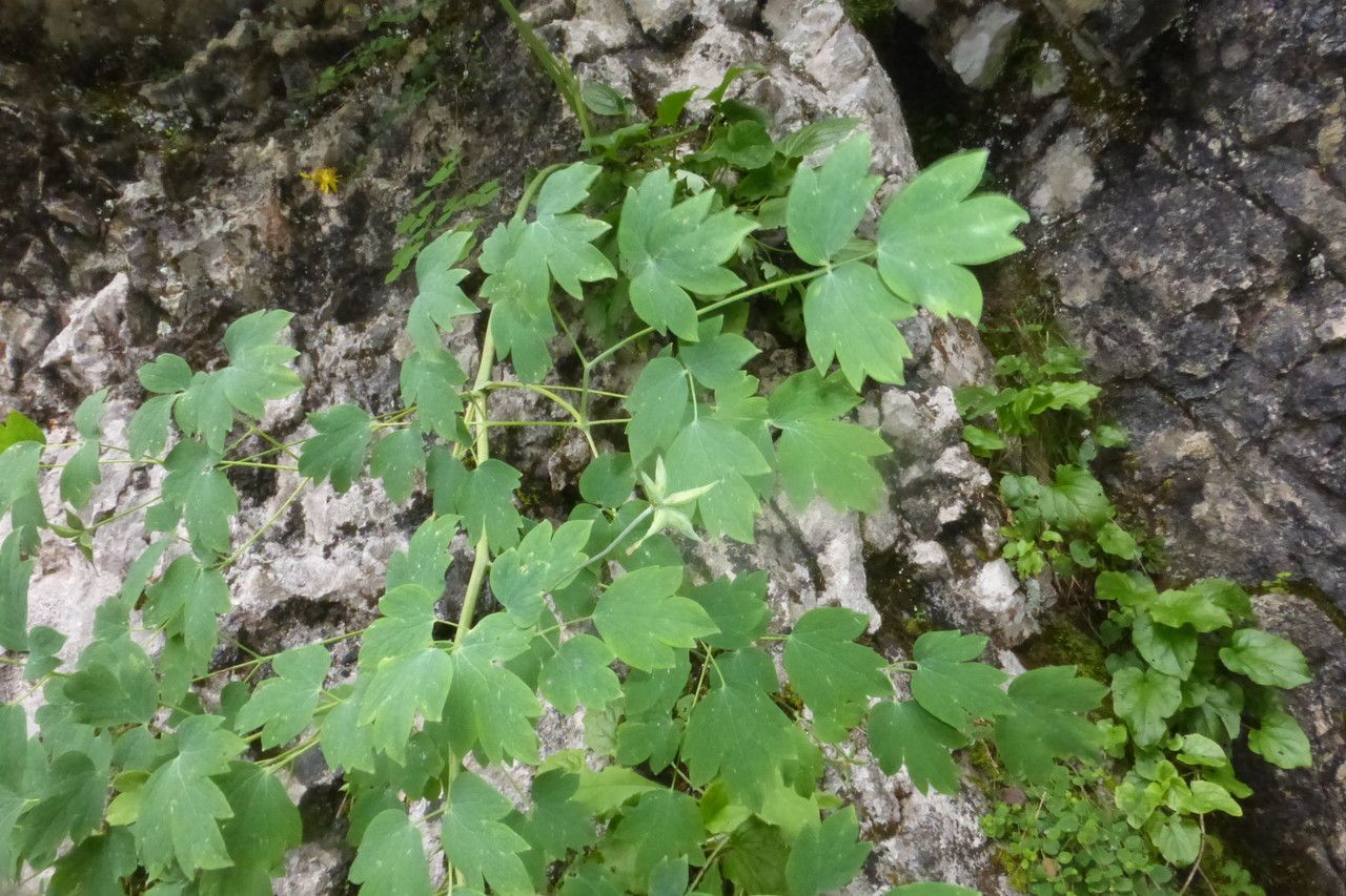 Thalictrum macrocarpum — houseplant care guide