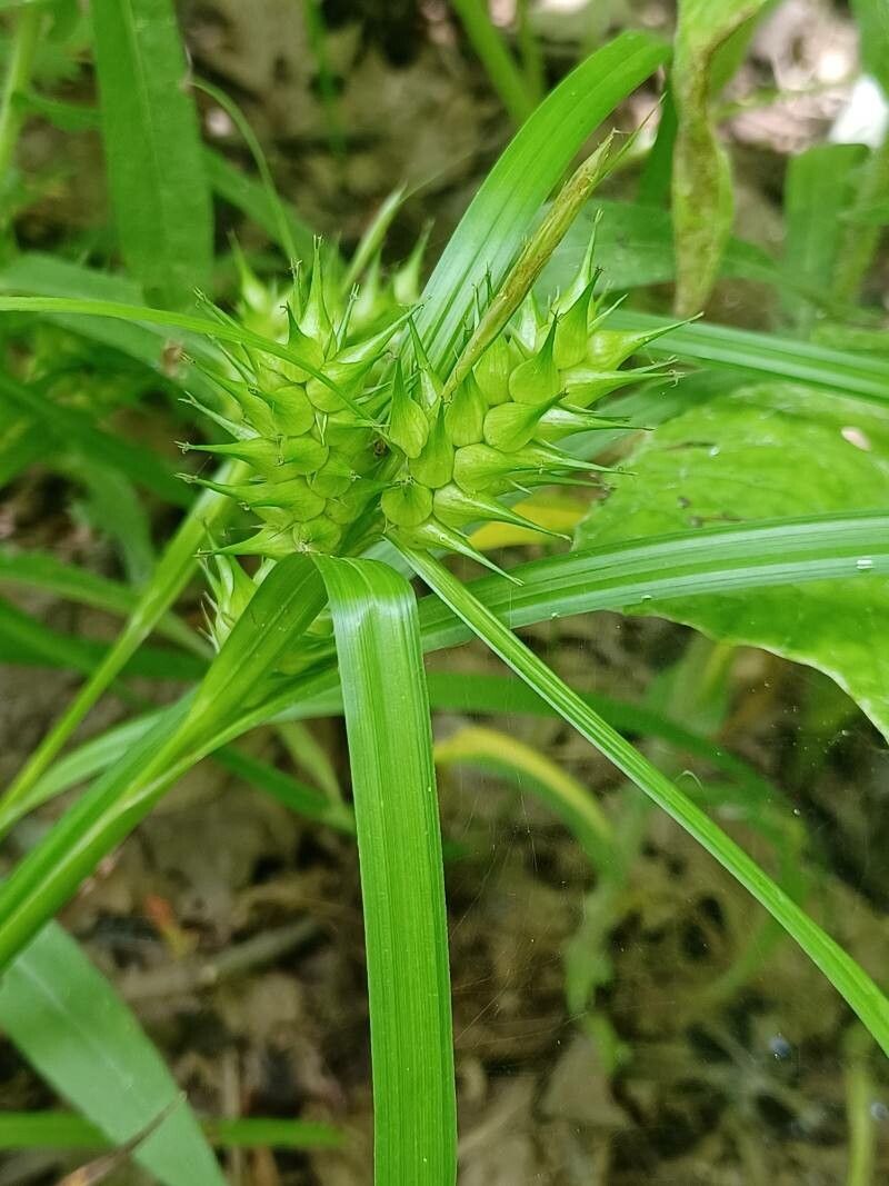 Carex lupulina fruit