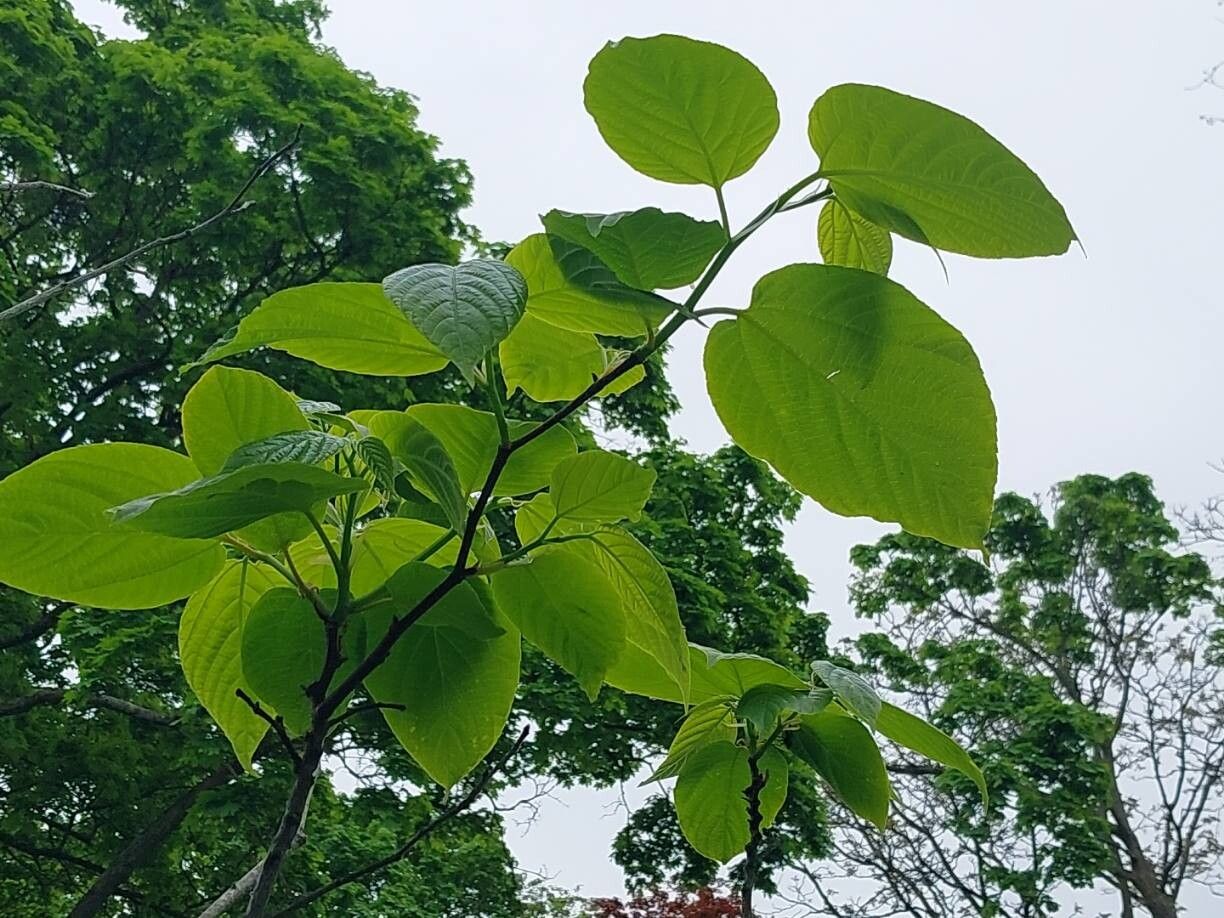 Hovenia tomentella — related species from the same genus