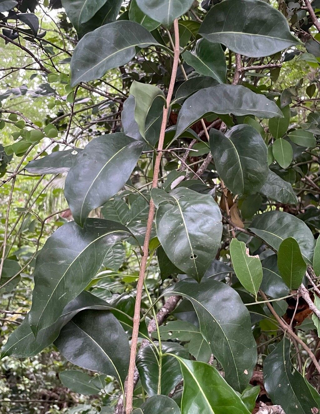 Chionanthus caymanensis