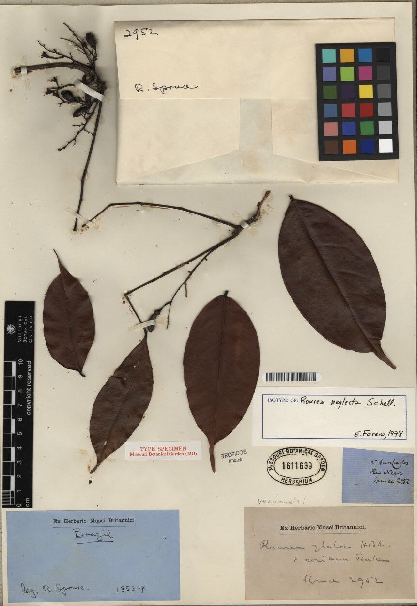 Rourea neglecta — houseplant care guide