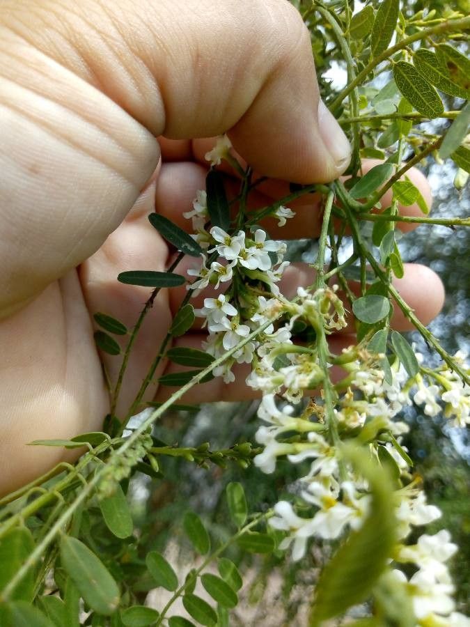 Eysenhardtia polystachya flower