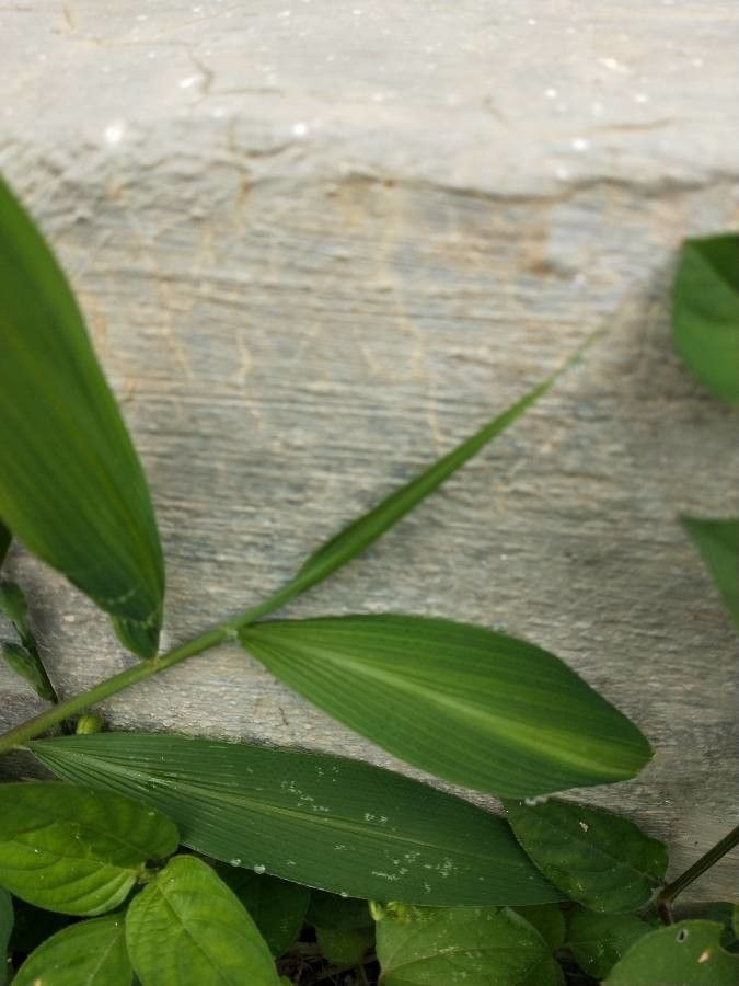 Setaria barbata — related species from the same genus