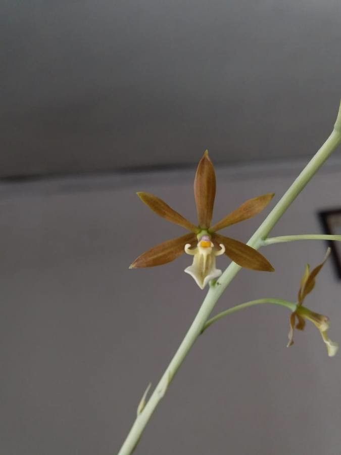 Encyclia patens flower