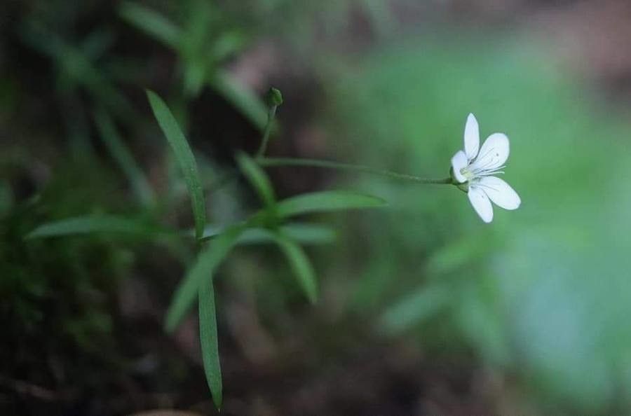Moehringia pendula — houseplant care guide