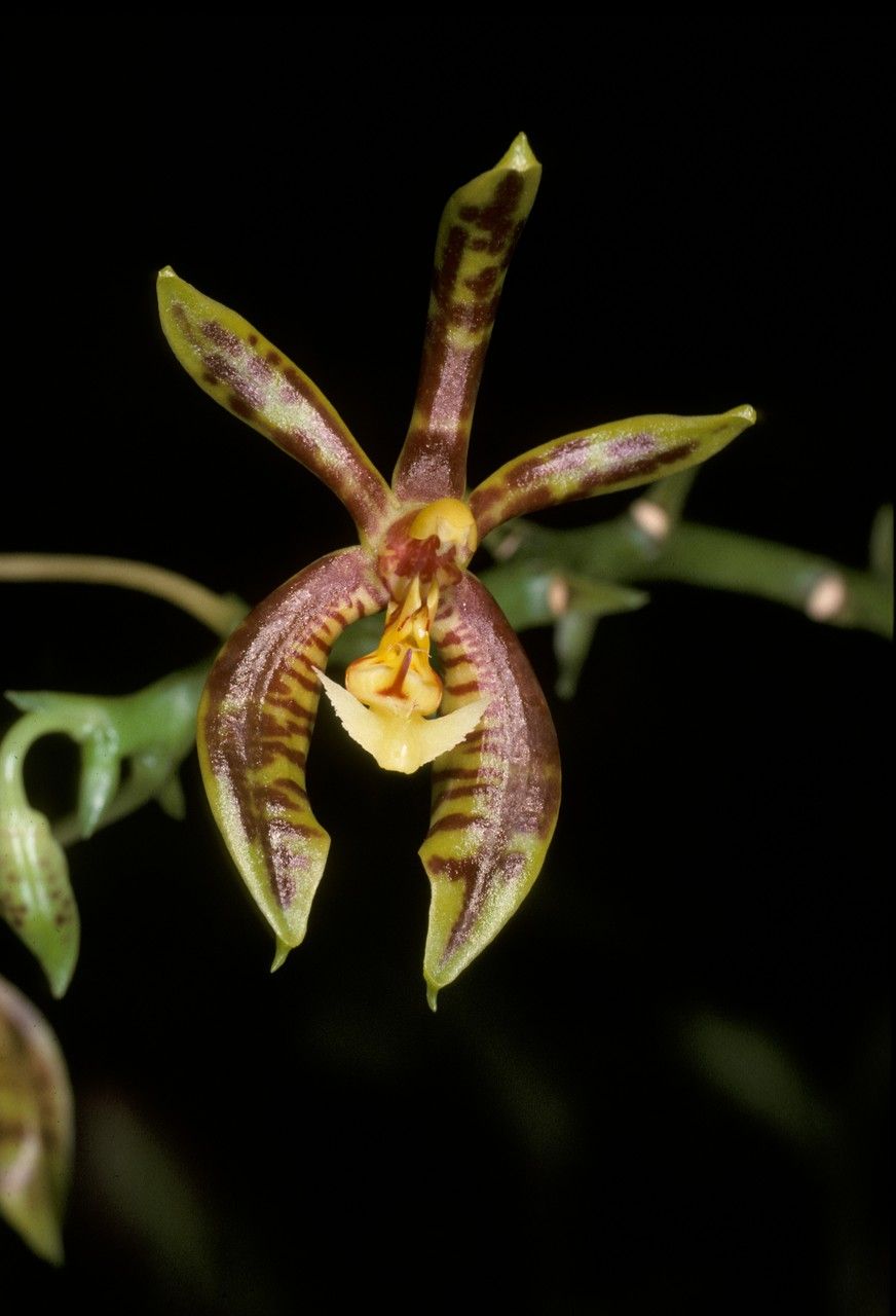 Phalaenopsis mannii flower