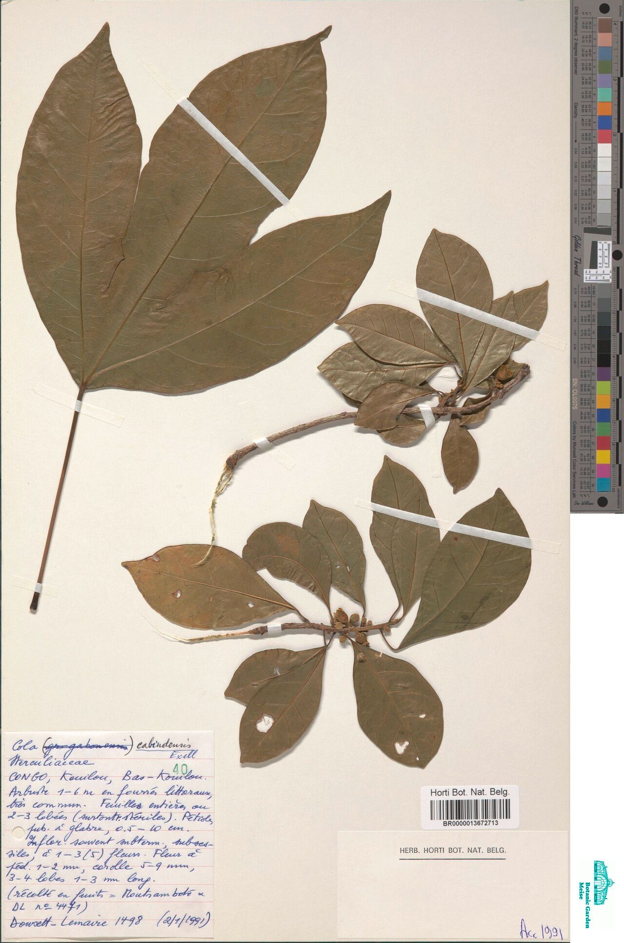 Cola cabindensis — houseplant care guide